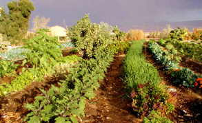sheet mulch