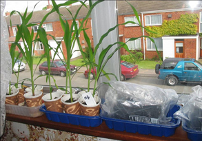 sowing seeds